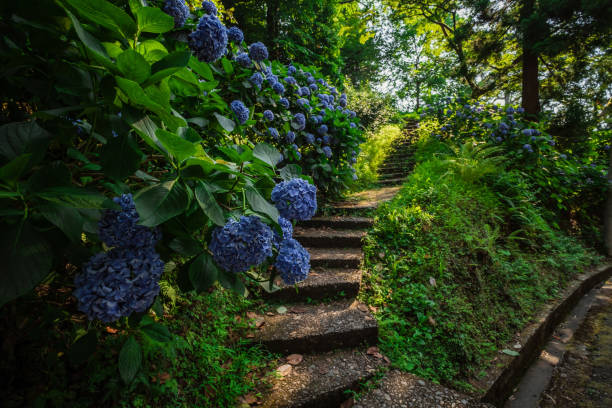 istock Stone steps in country garden. With beautiful blue hydrangea bushes 1300266104