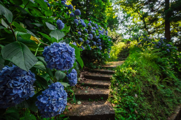istock Stone steps in country garden. With beautiful blue hydrangea bushes 1300266298
