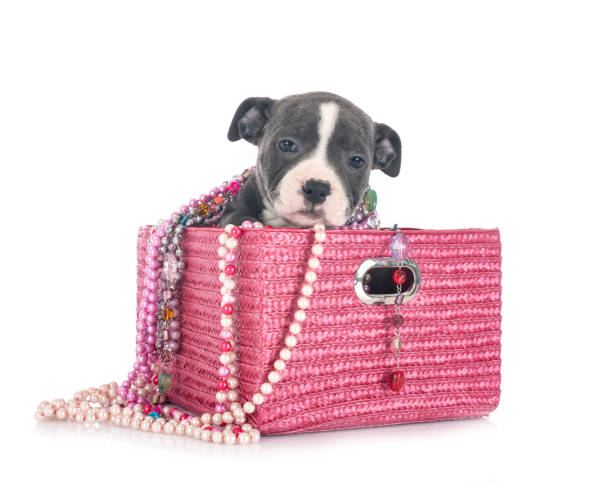 istock puppy staffordshire bull terrier 1300267234