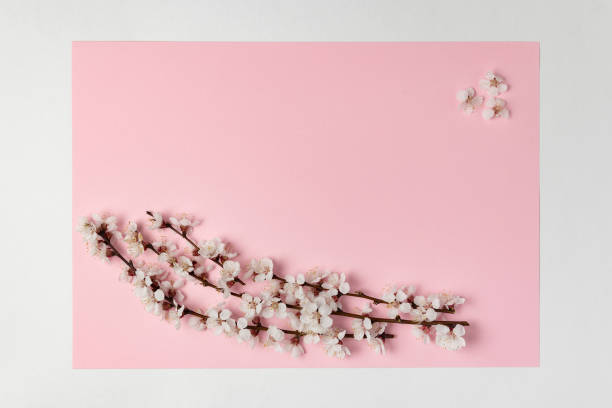 istock Blooming Spring flowers on tree branch, pink background. Template. Backdrop. Mockup 1300267677