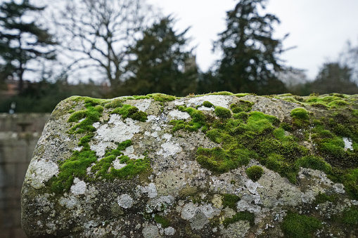 Fresh lichen on granite pebble