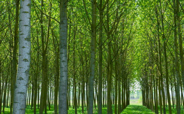 나무 - 미래 세대를위한 에너지의 원천 - poplar tree 뉴스 사진 이미지