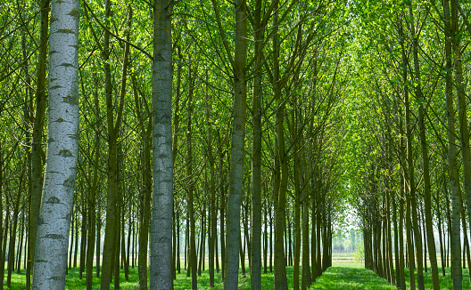 Poplar plantation, renewable resource, trees grown for the extraction of wood, paper and energy.