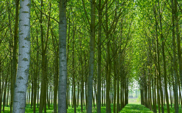 madeira - uma fonte de energia para as gerações futuras - poplar tree - fotografias e filmes do acervo