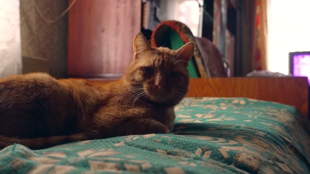A striped red cat sleeps on a bed in a village house. Rural Russian interior.