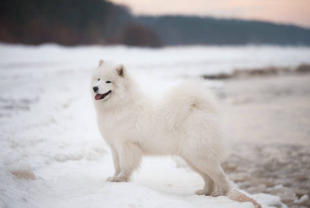 istock Samoyed white dog is on snow Saulkrasti beach in Latvia 1300270285