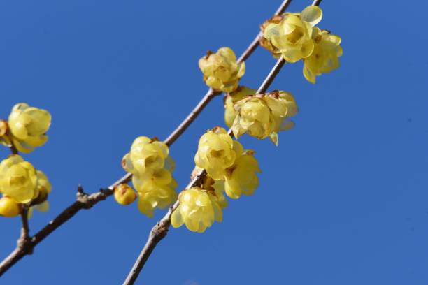 ウィンタースウィート(日本のオールスパイス)の花 - winter sweet ストックフォトと画像
