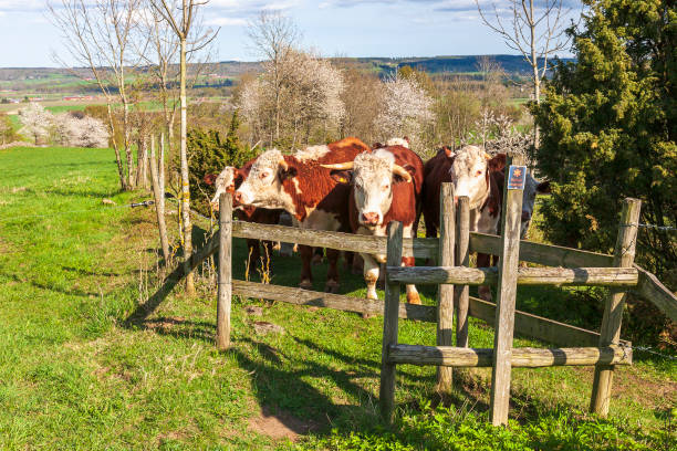istock Beef cattle standing at a gate in a nature reserve 1300271899