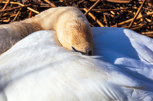 Sleeping Mute swan with the head under a wing