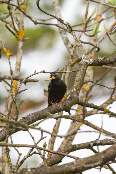 istock Starling with a caterpillar on a branch 1300271961