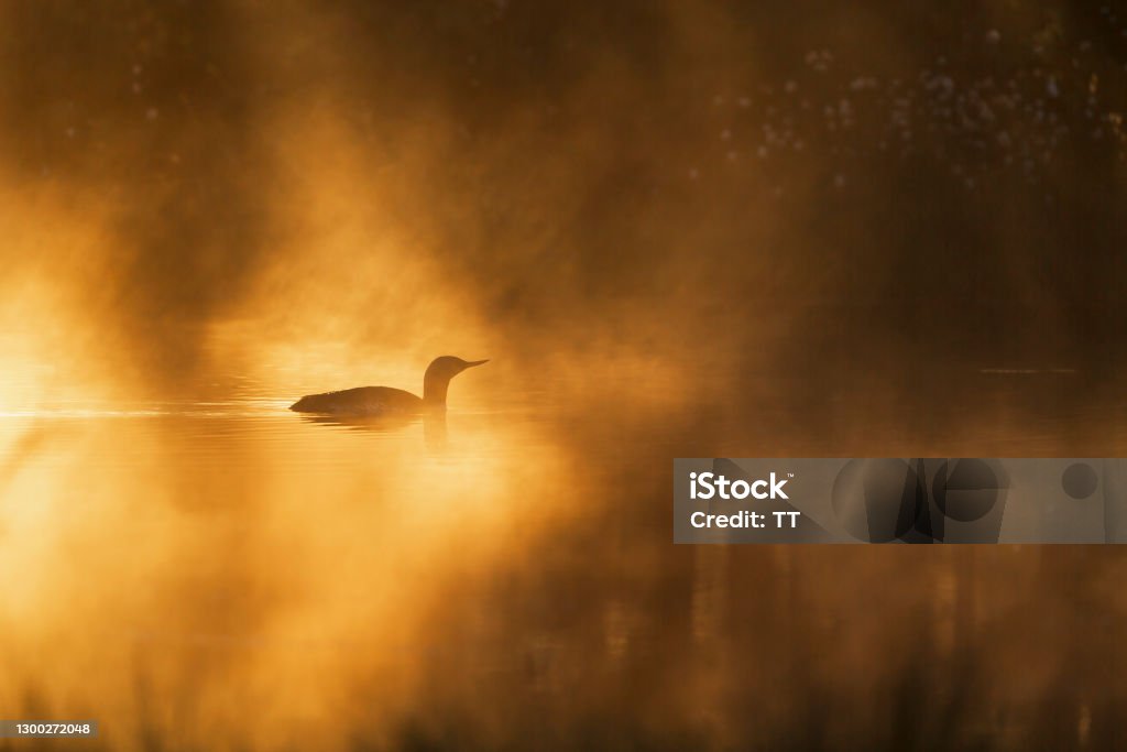 Red throated loon in a sunspot at a misty lake Loon - Bird Stock Photo