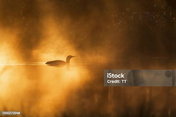 Red Throated Loon In A Sunspot At A Misty Lake Stock Photo - Download Image Now - Loon - Bird, Calm Water, Water
