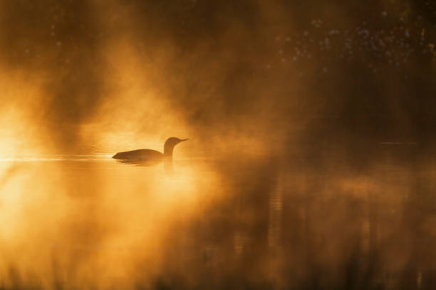 loon de garganta vermelha em uma mancha solar em um lago enevoado - sweden summer swimming lake - fotografias e filmes do acervo