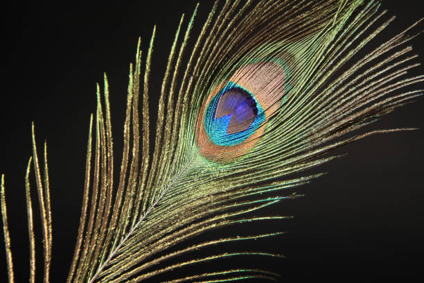 istock Peacock feather isolated on a black background 1300273643