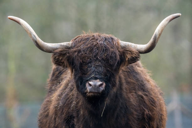 istock Portrait of a Scottish cow 1300275019