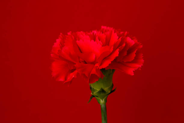 istock Red bright plain background and red flowers of carnation 1300276720