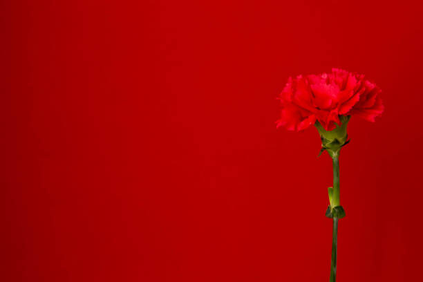 A single red carnation on a wood textured background.
