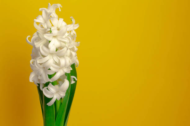 istock Bright plain yellow background and white hyacinth flowers 1300276782