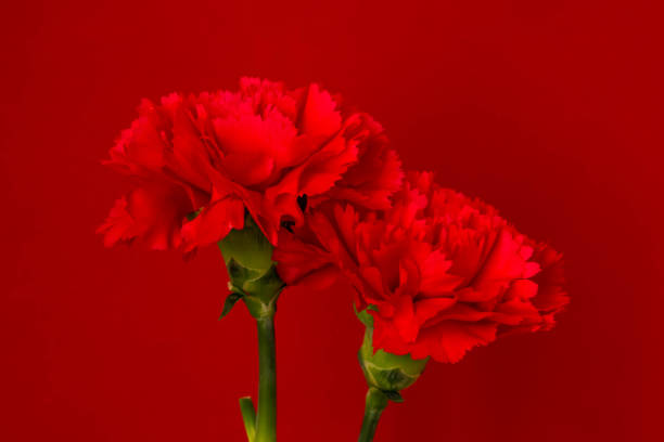 istock Red bright plain background and red flowers of carnation 1300276790