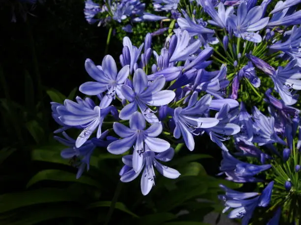 Close-up of Agapanthus africanus against a black background