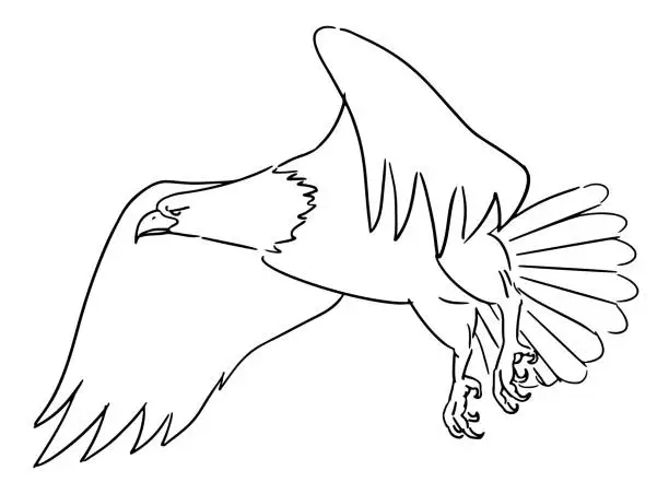 Vector illustration of Bald Eagle taking off