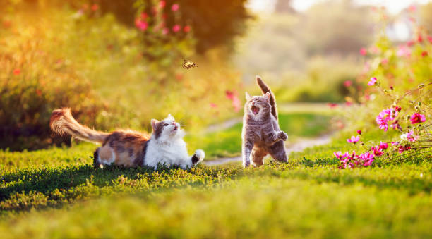 istock two beautiful cats on a summer sunny day meadow catch a flying butterfly 1300278969