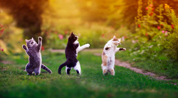 彼らは緑の草の上で再生し、面白いダンスを立って、日当たりの良い牧草地で夏に3機敏な猫 - ユーモア ストックフォトと画像