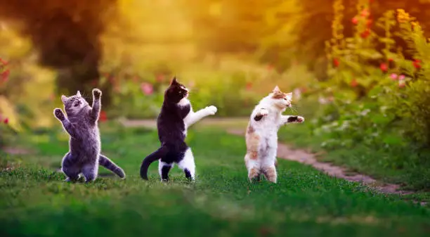 Photo of three agile cats in the summer in a sunny meadow they play on the green grass and stand funny dancing