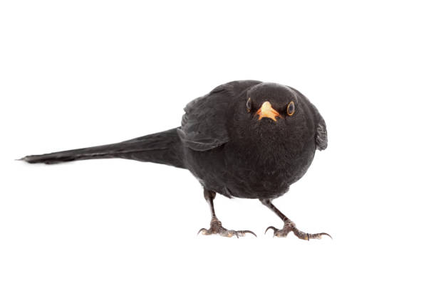 istock Eurasian Blackbird isolated on white background 1300278985