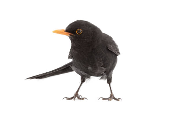 istock Eurasian Blackbird isolated on white background 1300278986
