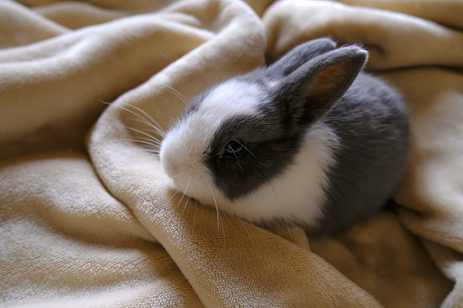 Adorable fluffy white and gray baby bunny sitting on beige blanket close-up. Cute domestic animal. Easter bunny