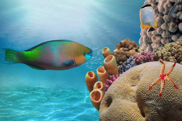 istock Brain(Leptoria phrygia) and Tube(Callyspongia siphonella) corals, 1300279540