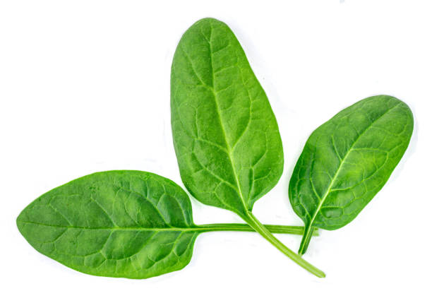istock Spinach leaves isolated on white background. Various Spinach leaf Macro. Top view. Flat lay.