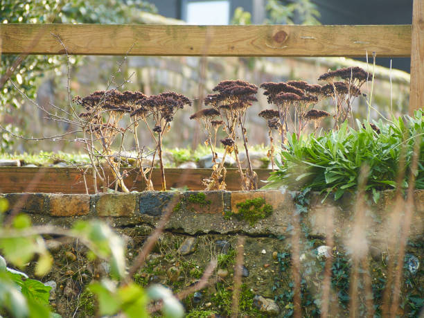 For Next Year Bright, decorative, botanical image, taken in the crisp winter sunlight at Kett’s Hill, Norwich, UK. Image shows a mid-ground of an old, plaster-clad brick wall supporting a wooden fence and with plants growing from it. A clump of low, shrubby verdant leaves lies next to a screen of dry-looking stems with seed-heads, providing a contrast in texture and colour. Foreground is de-focused plant stems and background is another brick wall, de-focused but caught with sufficient sharpness for the colourful brick work arch to be apparent. brightly lit winter season rock stock pictures, royalty-free photos & images