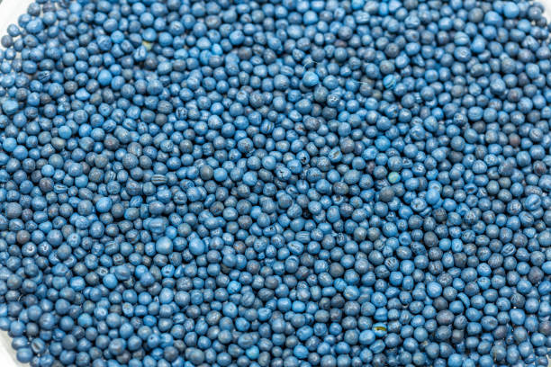 Macro. Processed blue-coated rapeseed seeds in a petri dish in the lab. High quality photo