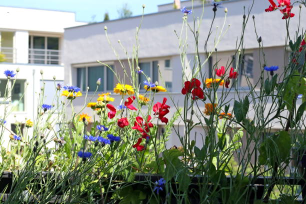 Wild flowers on the balcony stock photo