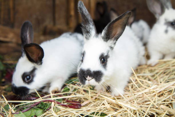 istock White rabbits stand on hay in a cage. 1300284482