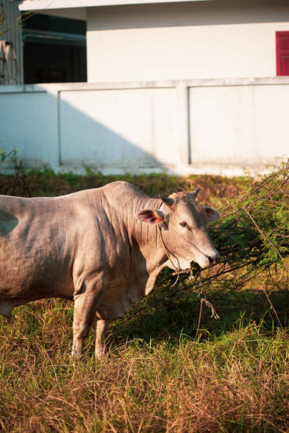 Closeup of Beefmaster cattle bull in Thailand.
