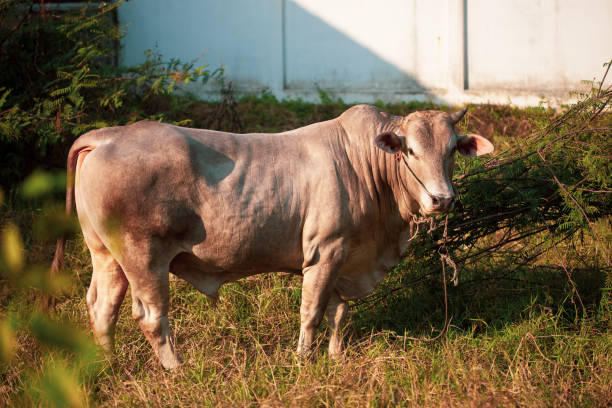istock Closeup of Beefmaster cattle bull in Thailand 1300286134