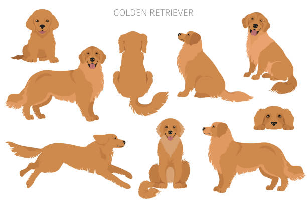 ilustraciones, imágenes clip art, dibujos animados e iconos de stock de perros golden retriever en diferentes poses y colores de abrigo. juguetes para adultos y conjunto de cachorros - dog sitting