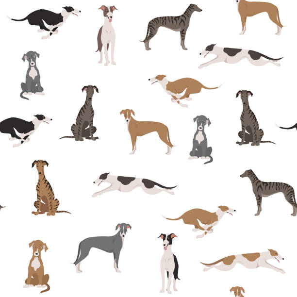 ilustraciones, imágenes clip art, dibujos animados e iconos de stock de perros galgos ingleses en diferentes poses. patrón sin costuras de galgos - galgo inglés