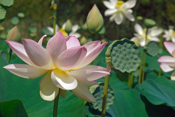 istock Sacred lotus flower and seedhead 1300289468