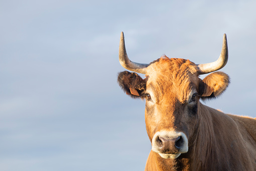 A brown horned cow isolated with sky background. facing camera, space for copy and text.