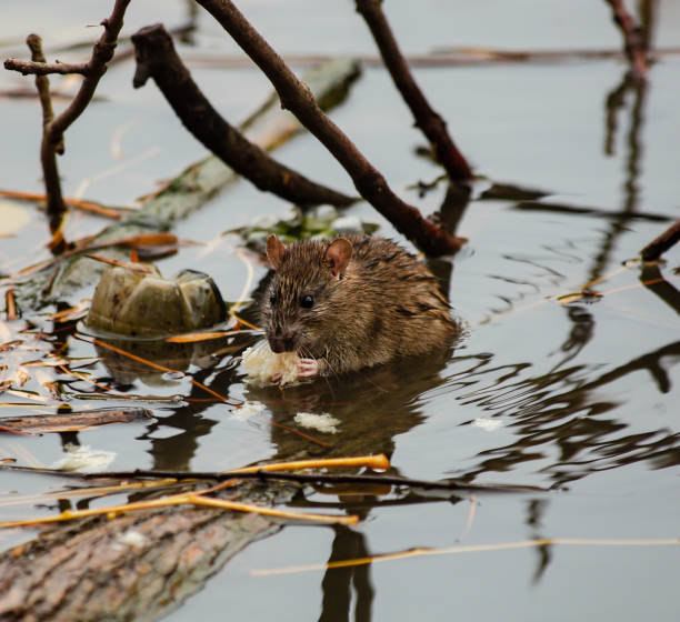 istock A water rat eats bread while sitting on a log lying in the river in the open air. A plastic bottle and other debris are floating in the water around the rat. Environmental pollution. Rodent close-up. 1300290033