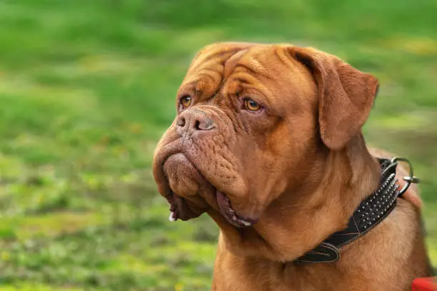 adult red dog breed Dogue de Bordeaux close-up portrait on a green background isolates an open diaphragm of selective focus