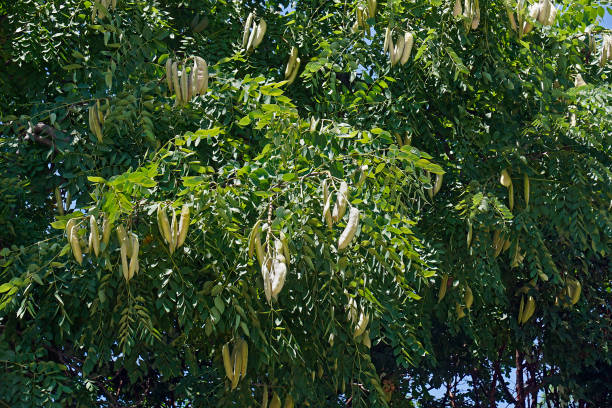 coffeetree kentucky con frutta - coffeetree foto e immagini stock