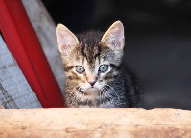 istock Adorable kitten outdoors 1300290813