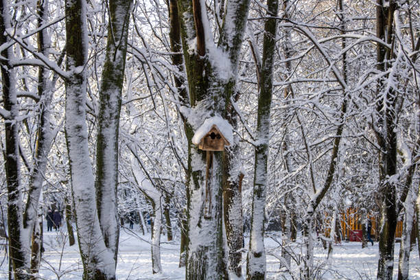 istock birdhouse on the tree in a snowy park 1300292518