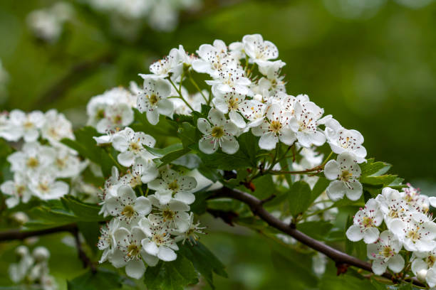 aubépine en fleur - hawthorn photos et images de collection