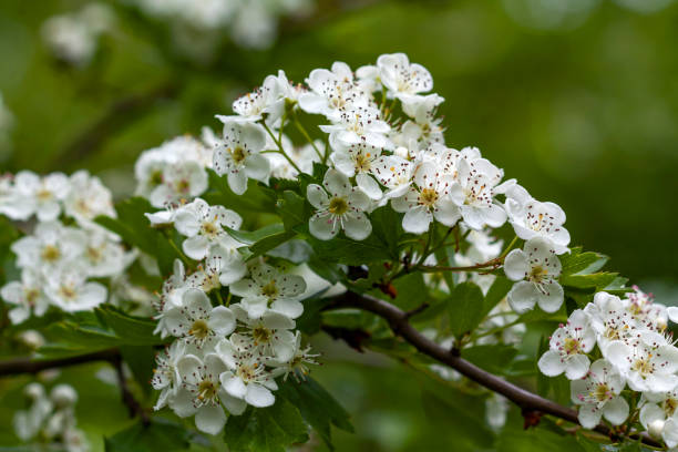 Hawthorn in bloom stock photo